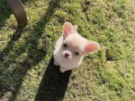 Baby Luna is ready For adoption