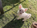 Baby Luna is ready For adoption