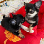 Baby Poco is 8 weeks old and he is ready to go