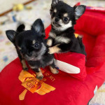 Baby Poco is 8 weeks old and he is ready to go