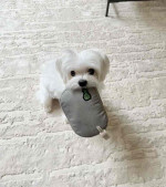 Adorable Maltese puppies for adoption