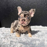 French bulldog puppies