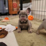 French bulldog puppies