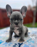 French bulldog puppies