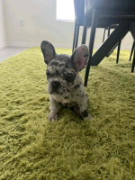 French bulldog puppies