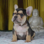 French bulldog puppies