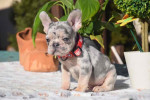 French bulldog puppies