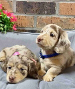 Mim Dachshund puppies available