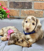 Mim Dachshund puppies available