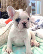 CUTE AND ADORABLE AKC REG FRENCH BULLDOG PUPPIES FOR SALE
