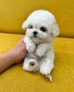 Adorable Maltipoo Puppies ready to go