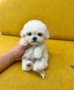 Adorable Maltipoo Puppies ready to go