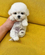 Adorable Maltipoo Puppies ready to go