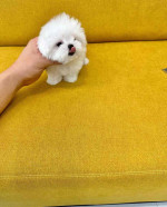 Adorable Maltipoo Puppies ready to go