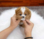 Maltipoo puppies for Adoption