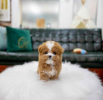 Maltipoo puppies for Adoption