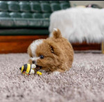 Maltipoo puppies for Adoption