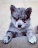Gorgeous Pomsky Puppies