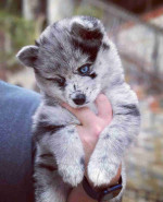 Gorgeous Pomsky Puppies