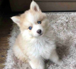 Beautiful Pomsky puppies available to loving homes