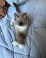 Fluffy, Friendly, and Full of Love: Maine Coon Kittens Available! 🐾😻*