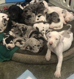 Beautiful Great Dane puppies for sale.