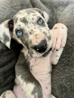 Beautiful Great Dane puppies for sale.