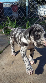 Beautiful Great Dane puppies for sale.