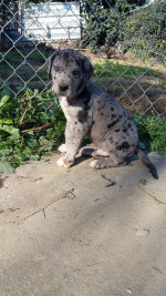 Beautiful Great Dane puppies for sale.