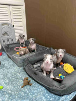 Blue nose pitbull puppies -6 weeks old ready soon