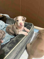 Blue nose pitbull puppies -6 weeks old ready soon