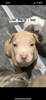 Blue nose pitbull puppies -6 weeks old ready soon