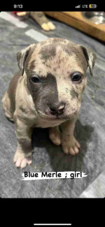 Blue nose pitbull puppies -6 weeks old ready soon