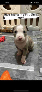 Blue nose pitbull puppies -6 weeks old ready soon