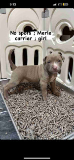 Blue nose pitbull puppies -6 weeks old ready soon