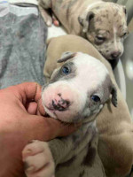 Blue nose pitbull puppies -6 weeks old ready soon