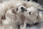 Maltese puppies for sale