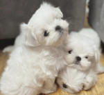 Maltese puppies for sale