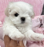 Maltese puppies for sale