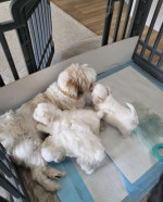 Maltese puppies for sale