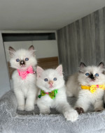READY TO GO! Pure Ragdoll kittens ready to leave