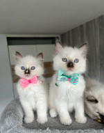 READY TO GO! Pure Ragdoll kittens ready to leave
