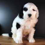 Sheepadoodle puppies for adoption Ready to be adopted Up to date with shots Message me for more info