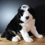 Sheepadoodle puppies for adoption Ready to be adopted Up to date with shots Message me for more info