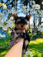 Lost Money on Puppies Before? Here’s a Safer Way to Buy
