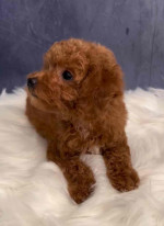 Adorable toy poodle for adoption