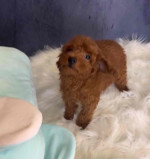 Adorable toy poodle for adoption