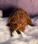 Adorable toy poodle for adoption