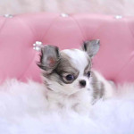 “Small Paws, Big Love — Adorable Puppies Ready!