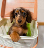 Dachshund puppies for adoption